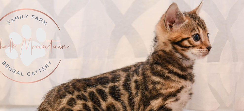 Bengal kitten for sale